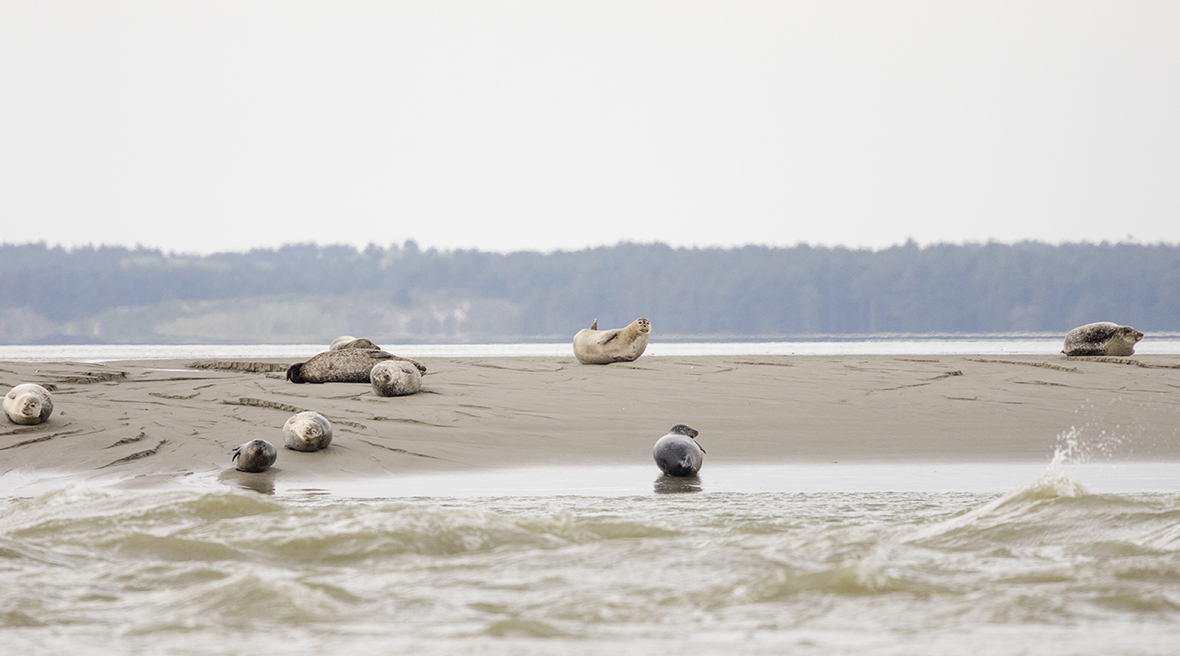 Eight seals bask on a spit of sand surrounded by see in the Somme Bay